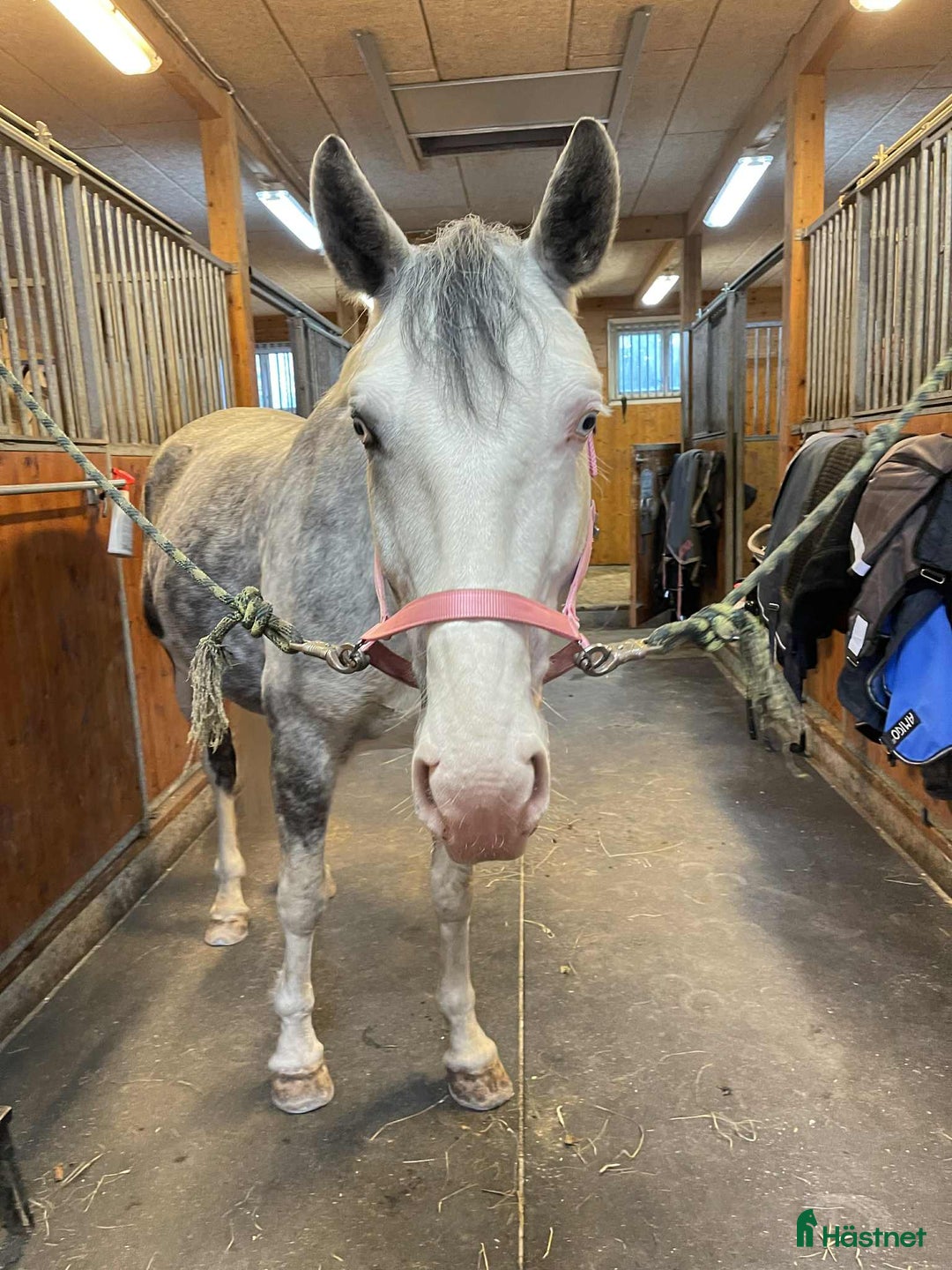 Allround hästar till salu: Vackert sto söker tuff ryttare i Härnösand - Annons 4