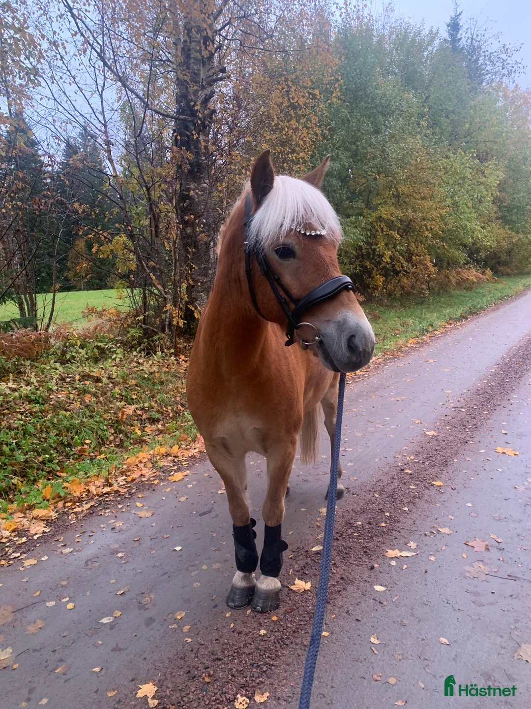 Allround hästar till salu: Din nya bästa vän  i Bottnaryd - Annons 1