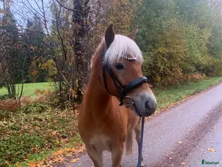 hästar Din nya bästa vän i Bottnaryd - Annons 4