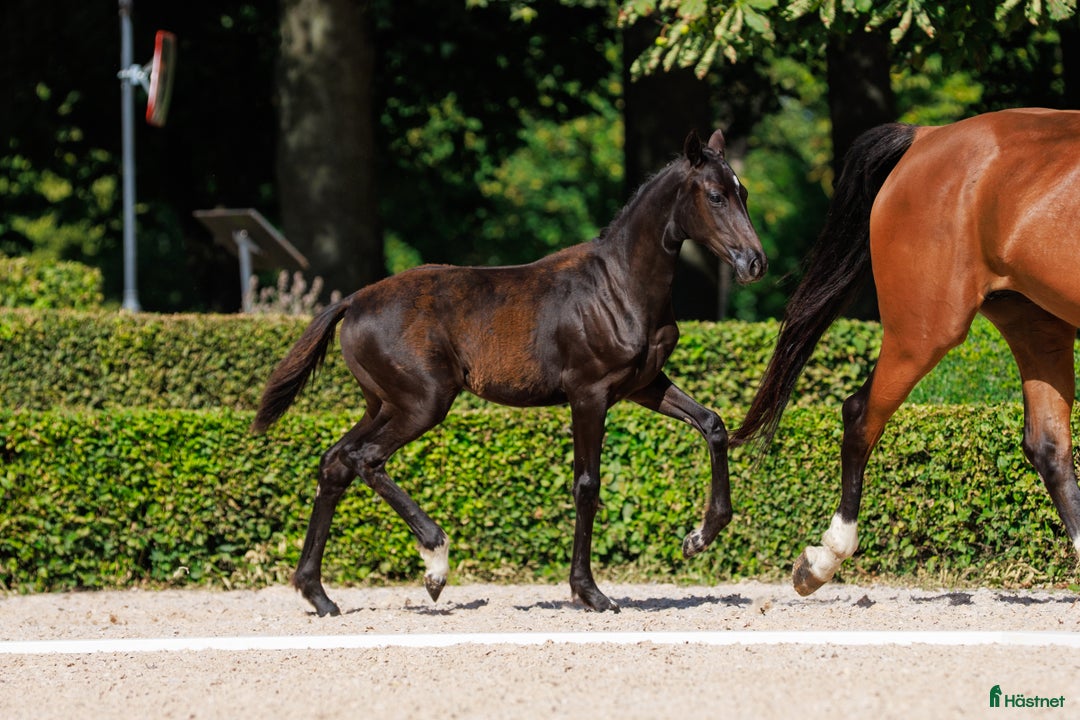 Dressyr hästar till salu: Svart stoföl e: Serious  i Broby - Annons 3