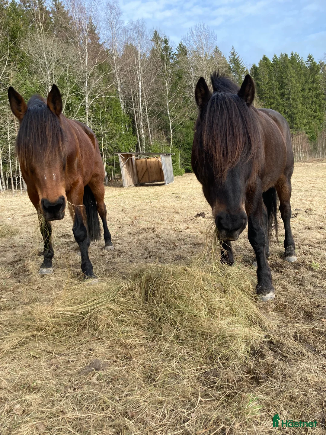 Sällskap hästar till salu: Kakse och Alice  - Annons 1