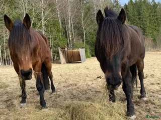 hästar Kakse och Alice - Annons 17