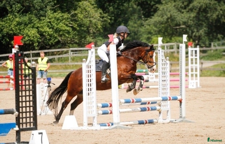  hästar Charmig Welsh cob valack 💙 - Annons 1