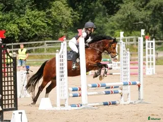 hästar Charmig Welsh cob valack 💙 - Annons 1