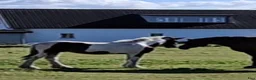 Allround hästar till salu: Supetrevlig irish cob - Annons 2