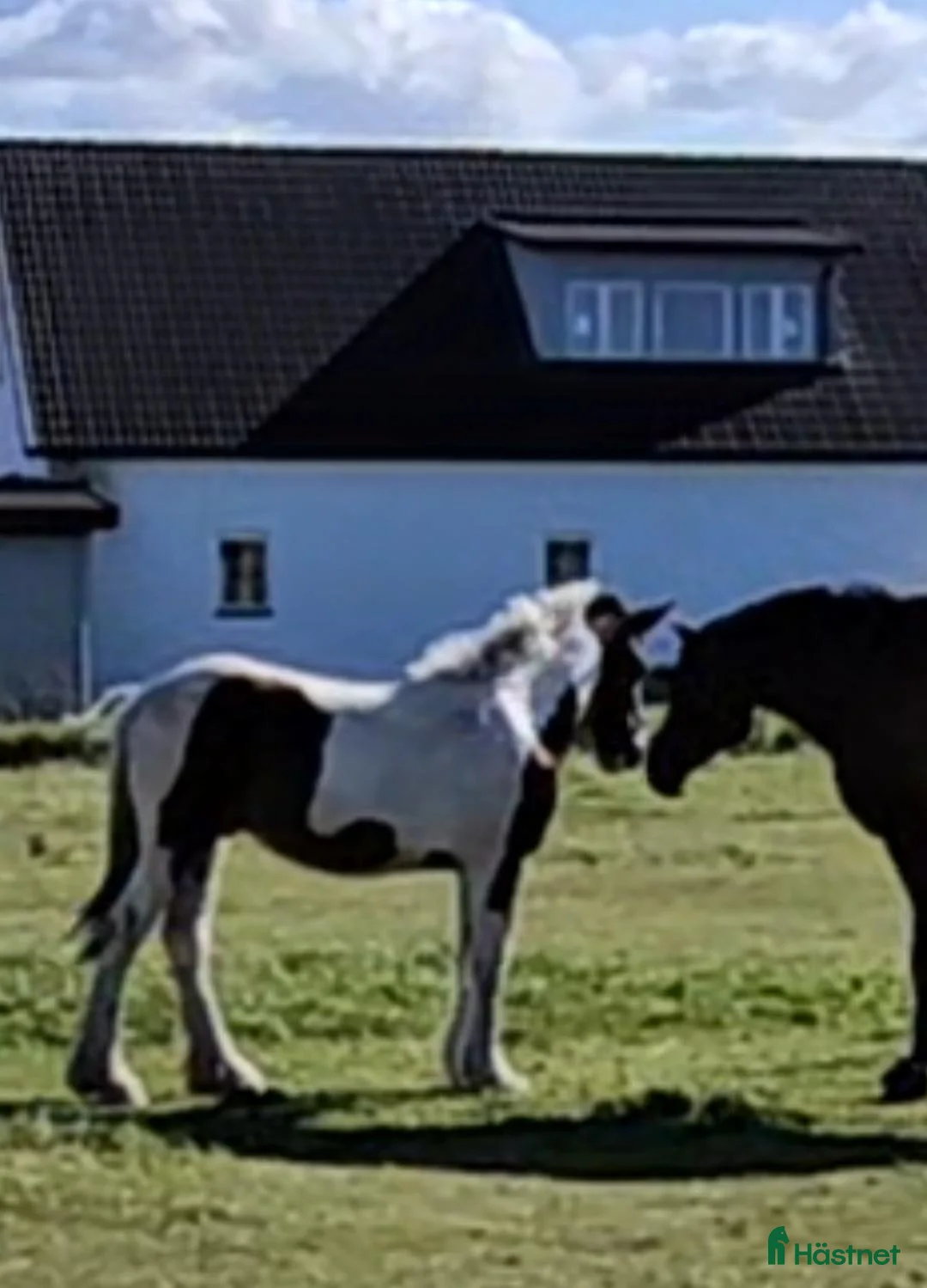 Allround hästar till salu: Supetrevlig irish cob - Annons 2