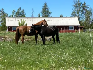 stallplats Stallplats ledig Tenhult - Annons 2