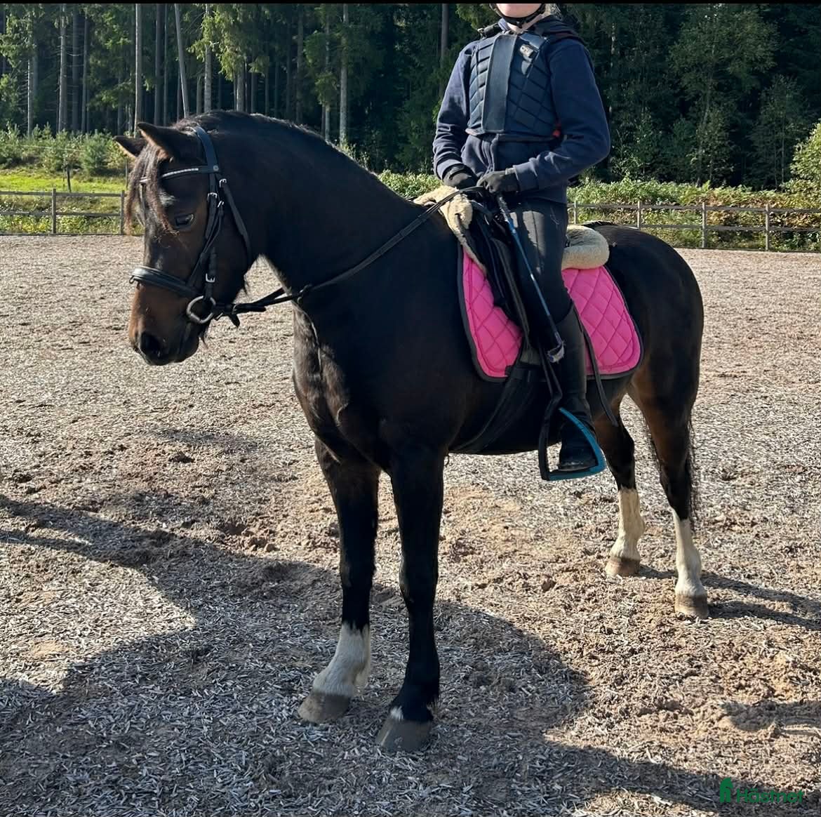  foderhäst B-Ponny utlånas alt söker medryttare - Annons 4
