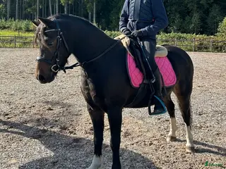 foderhäst B-Ponny utlånas alt söker medryttare - Annons 4