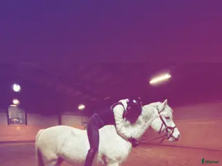 hästar Fina Miss Li - Annons 3