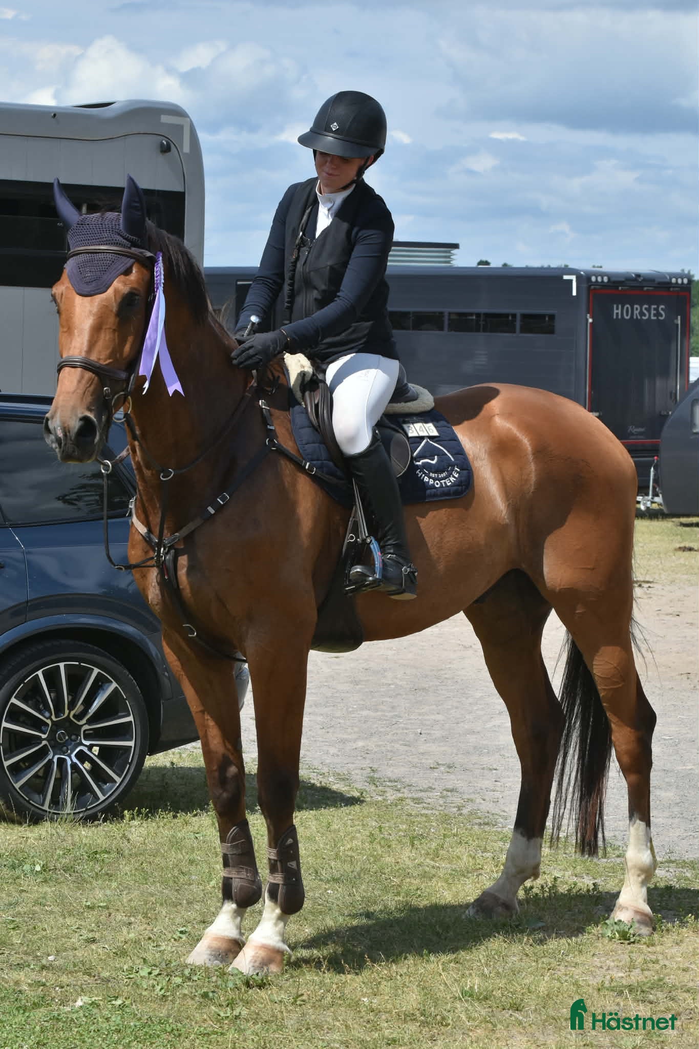  hästar Scoopig valack e. Heartbeat - Spender S - Annons 2
