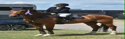 Hoppning hästar till salu: Scoopig valack e. Heartbeat - Spender S - Annons 2