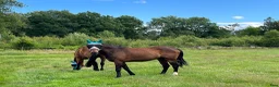  stallplats finnes: Stallplatser med naturskönt läge!  - Annons 5
