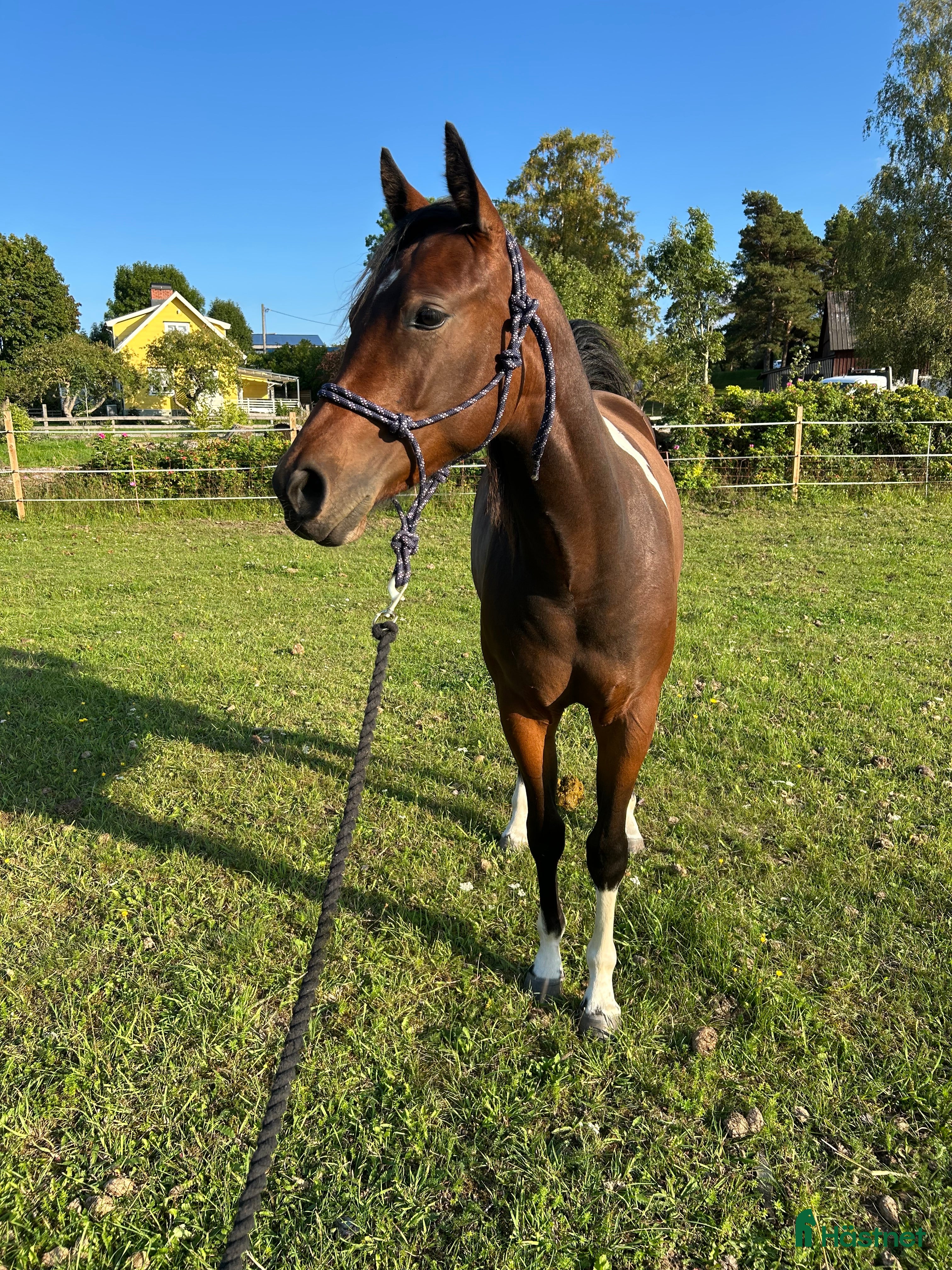  hästar Fin paint ❤️ i Romakloster - Annons 6