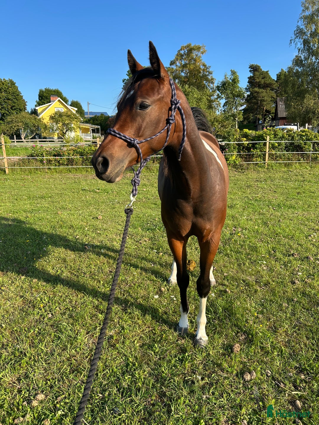 Western hästar till salu: Fin paint ❤️ i Romakloster - Annons 1