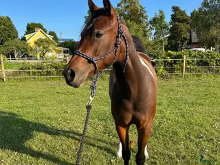 hästar Fin paint ❤️ i Romakloster - Annons 6