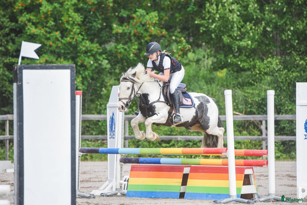 Hoppning hästar till salu: Trevlig hopponny i Linghed - Annons 2