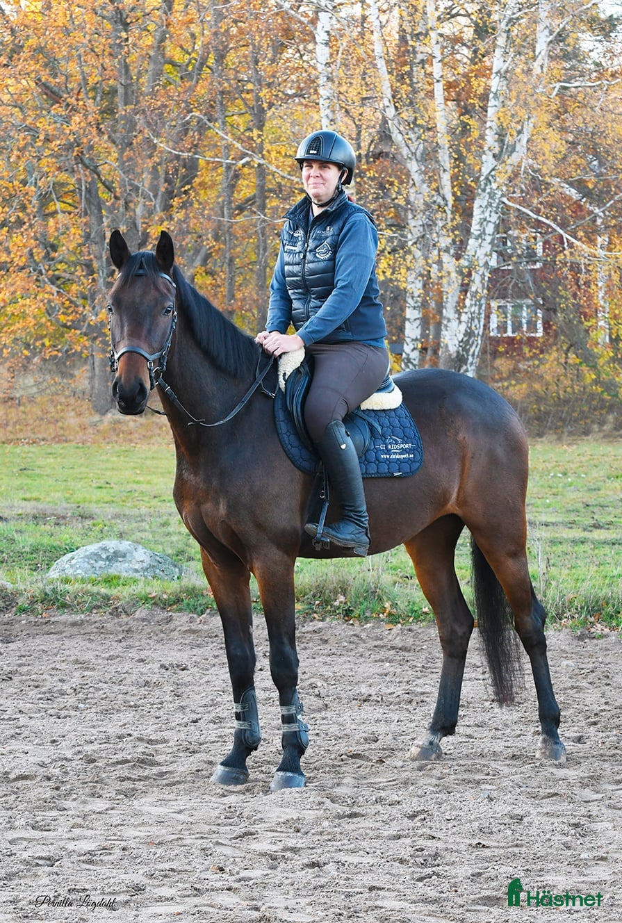  hästar Härlig Unghäst ev Byte i Västervik - Annons 13