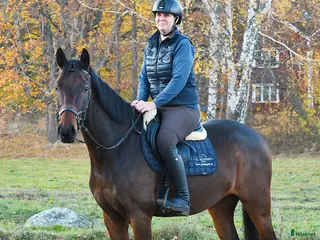 Hoppning hästar till salu: Härlig Unghäst ev Byte i Västervik - Annons 4