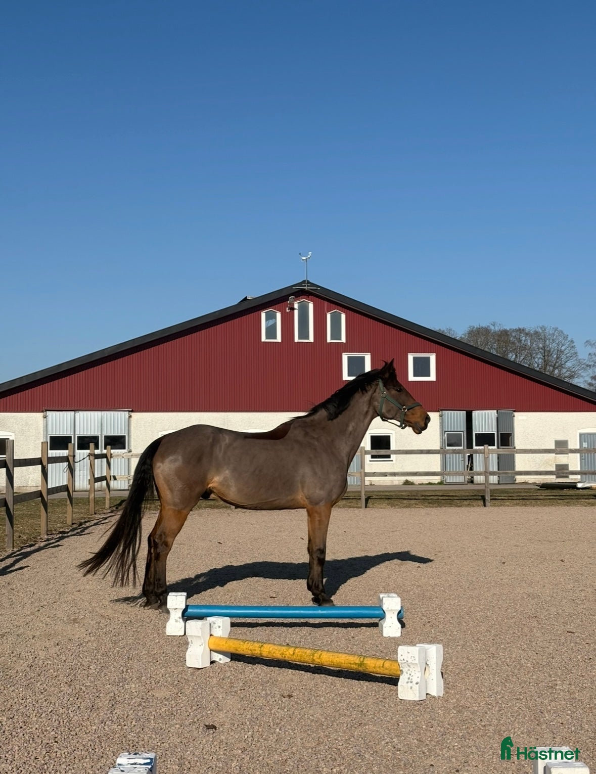  hästar Rolig hobbyhäst inklusive ny sadel  i Bolmsö - Annons 3