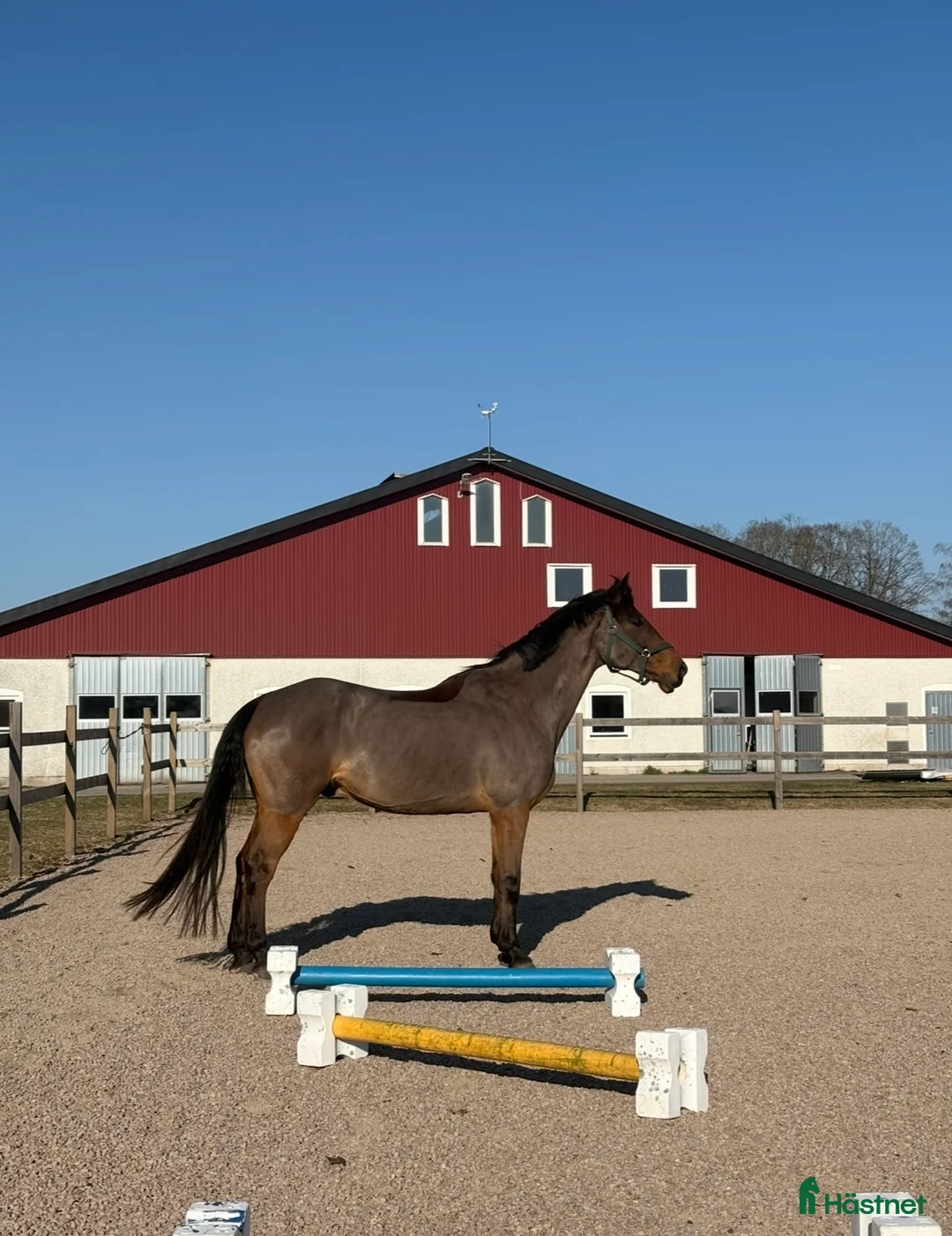 Hoppning hästar till salu: Rolig hobbyhäst inklusive ny sadel  - Annons 1