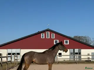 hästar Rolig hobbyhäst inklusive ny sadel - Annons 11