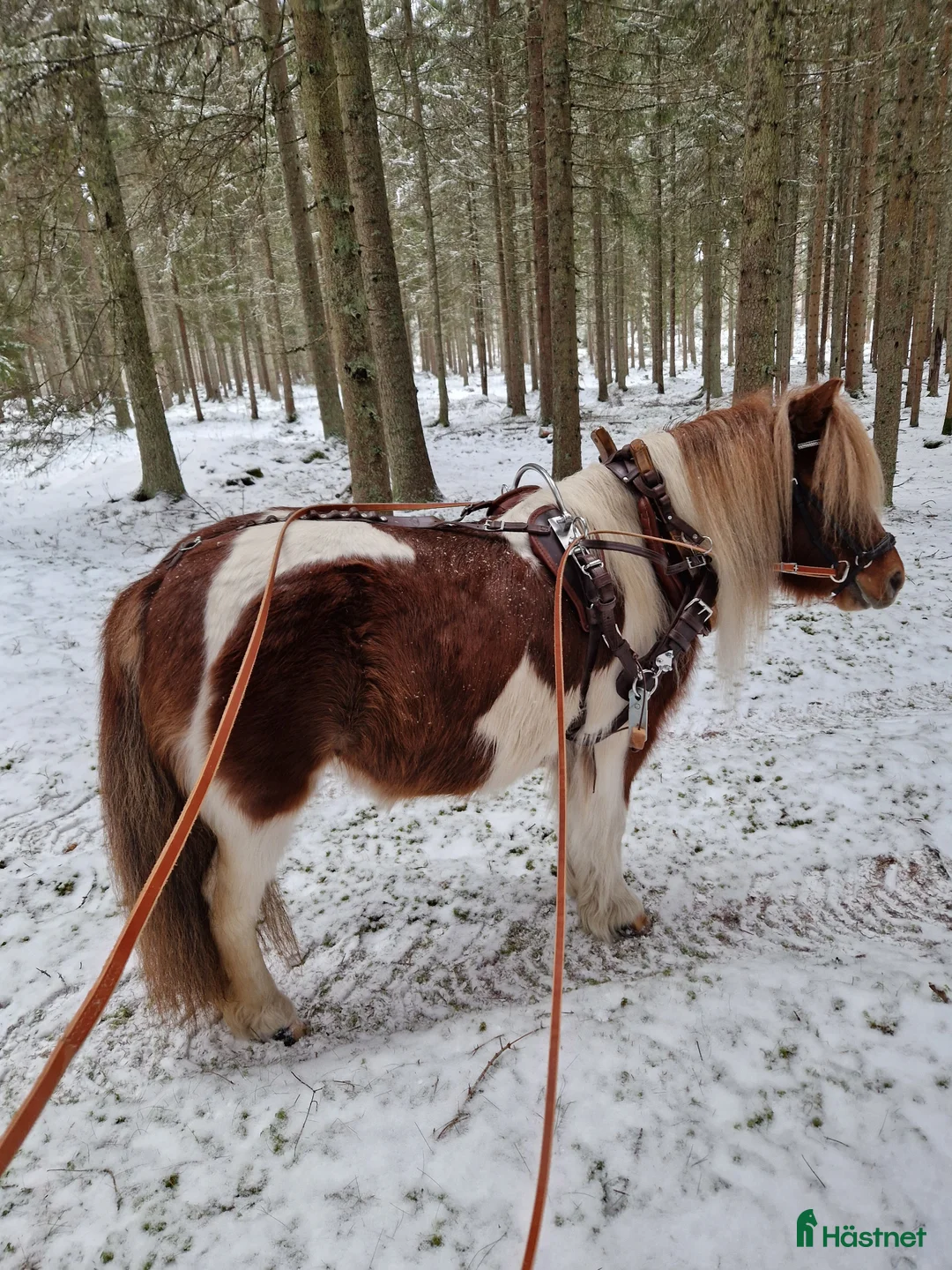 Utställning hästar till salu: Vackert avelssto! i Vetlanda - Annons 2