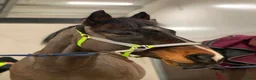 Allround hästar till salu: Genomsnäll valack  - Annons 8