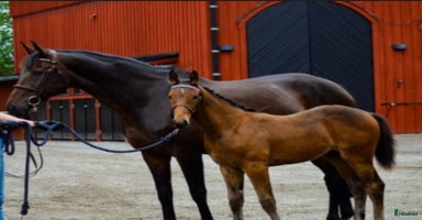  hästar i Köping - Annons 12