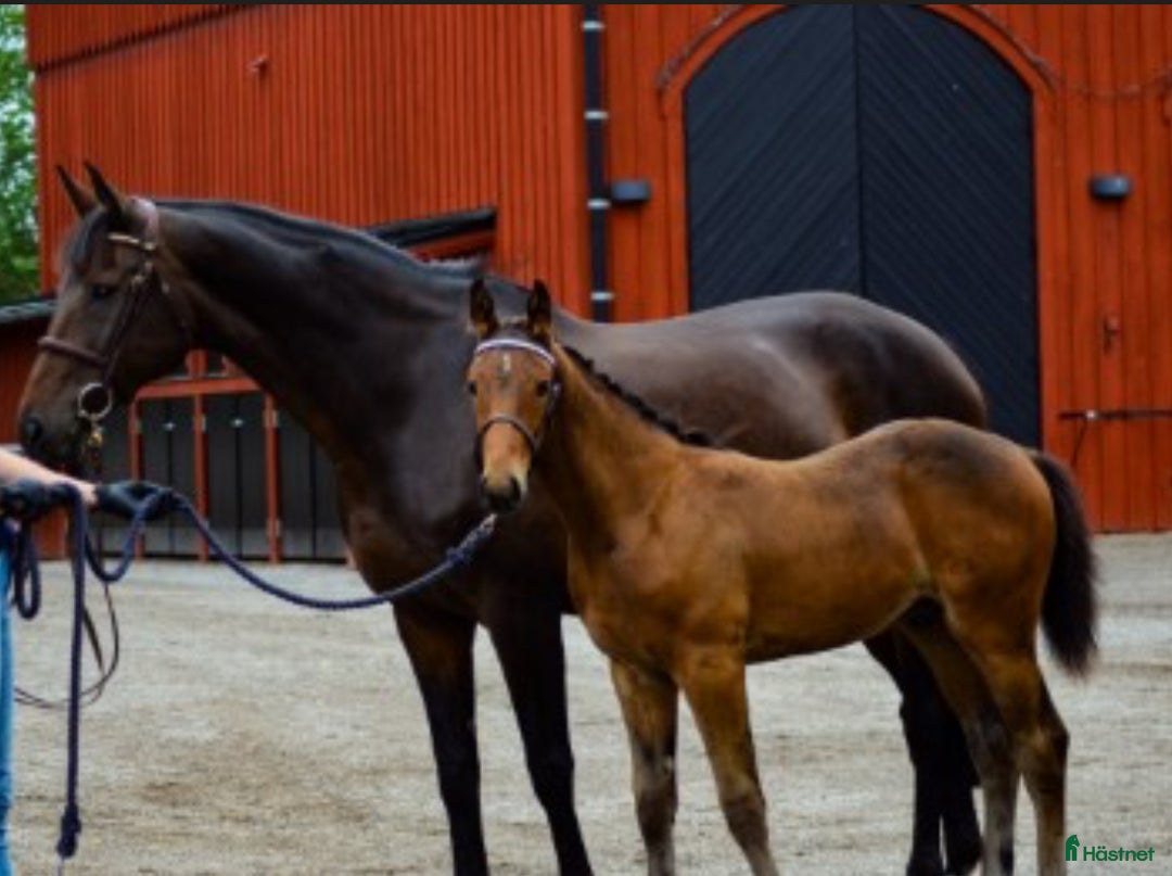 Hoppning hästar till salu: Premieföl med fantastiskt möderne i Köping - Annons 3