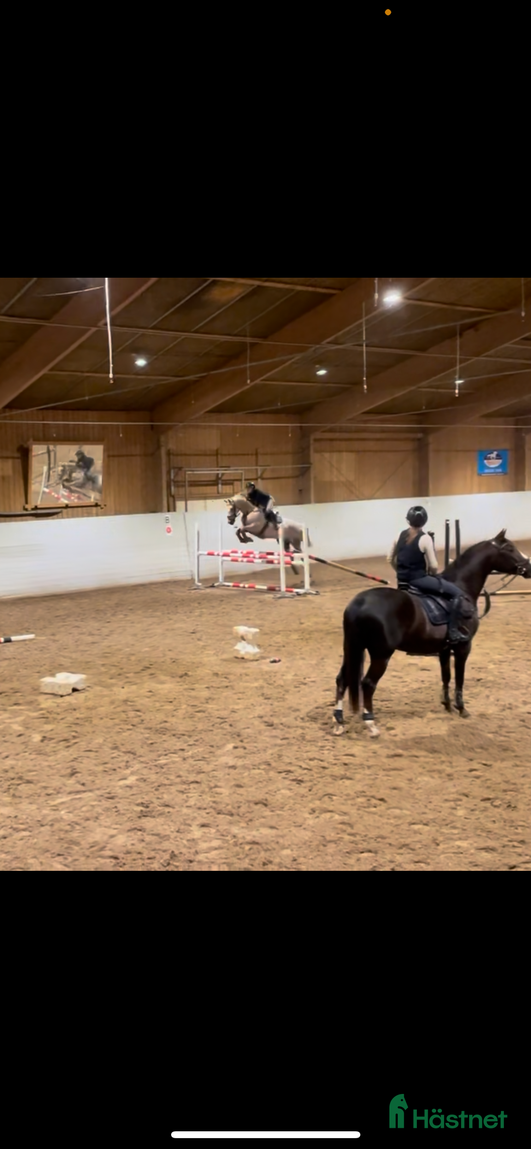 Hoppning hästar till salu: Eye catcher  i Sala - Bild 5