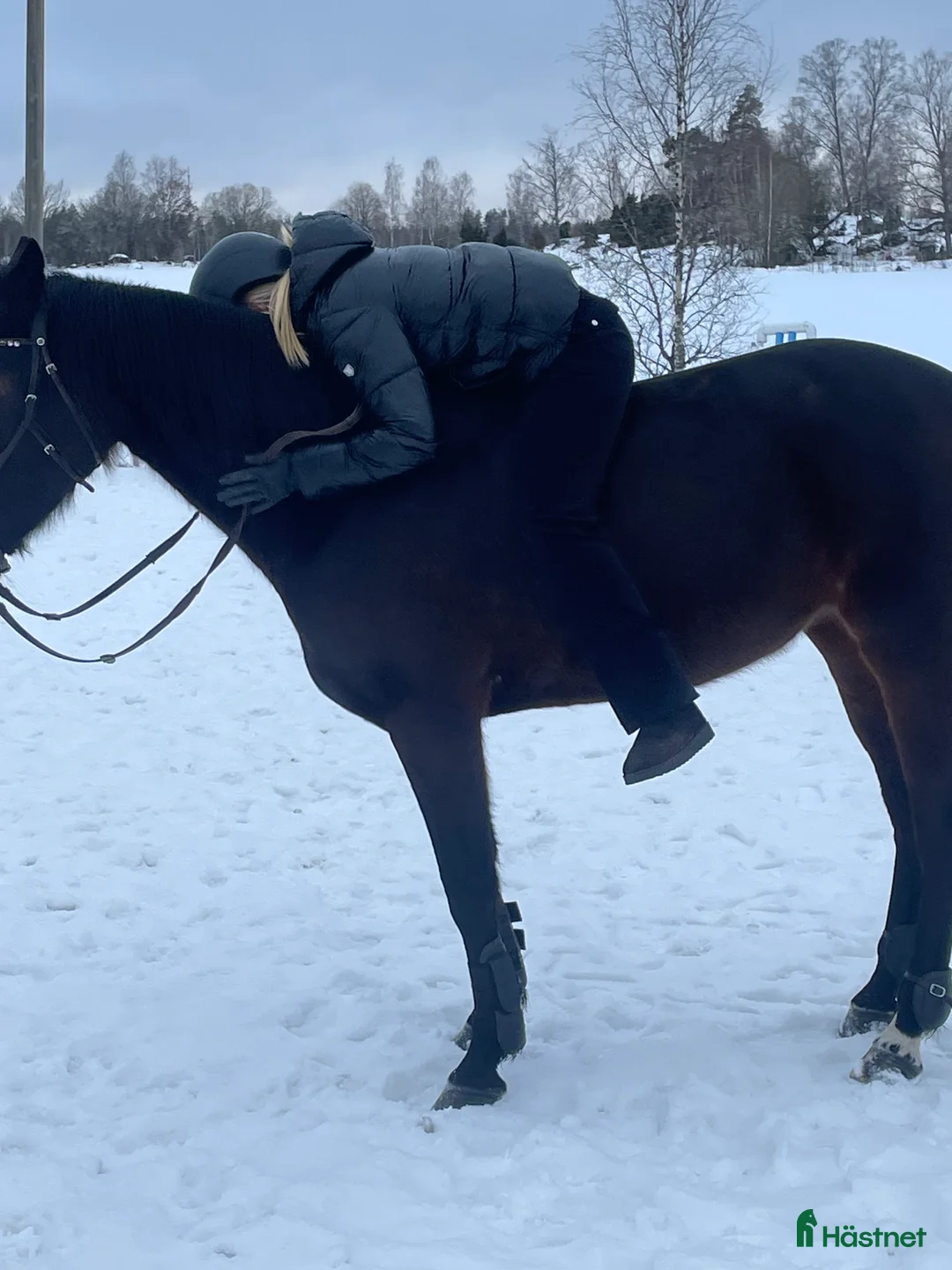 Allround hästar till salu: Pigg varmblodstravare  - Annons 5