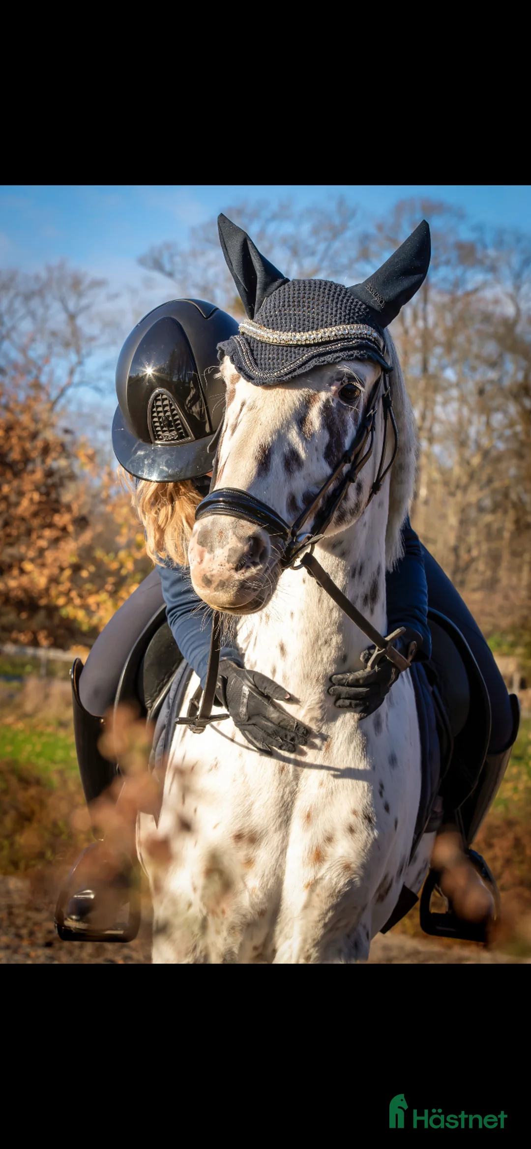 Dressyr hästar till salu: En bästa vän som syns i mängden  - Annons 3