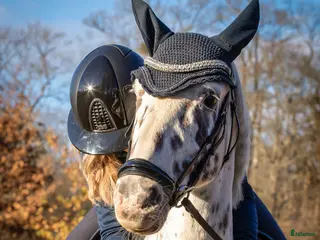 hästar 🌟Läromästare med kvalitet söker sin nya ryttare🌟 - Annons 1