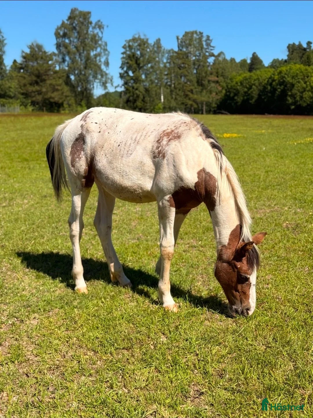 Allround hästar till salu: Vacker 1-åring - Pintaloosa sto - Annons 1