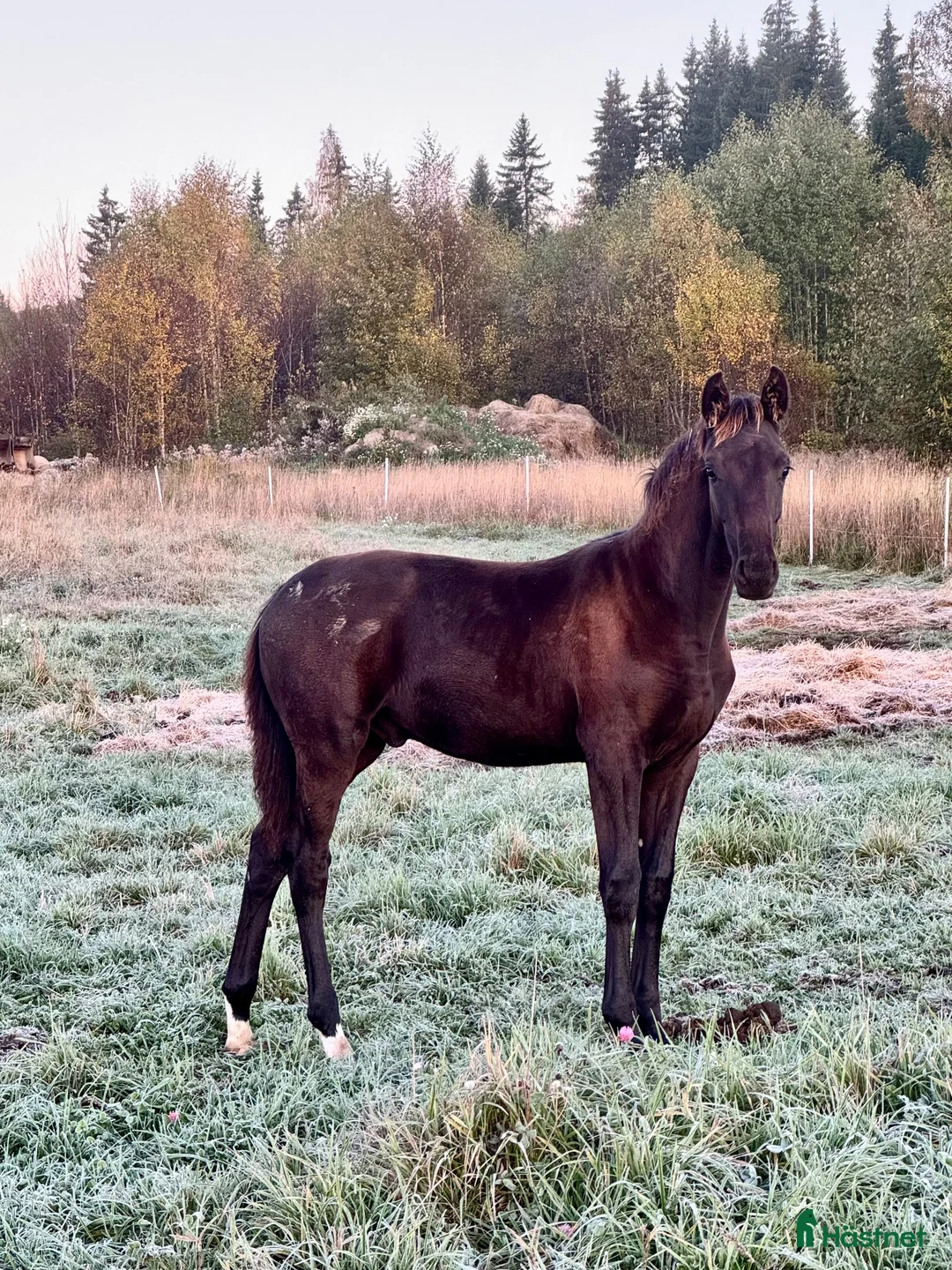 Dressyr hästar till salu: Lovande hingstämne med stark stostam - Annons 1