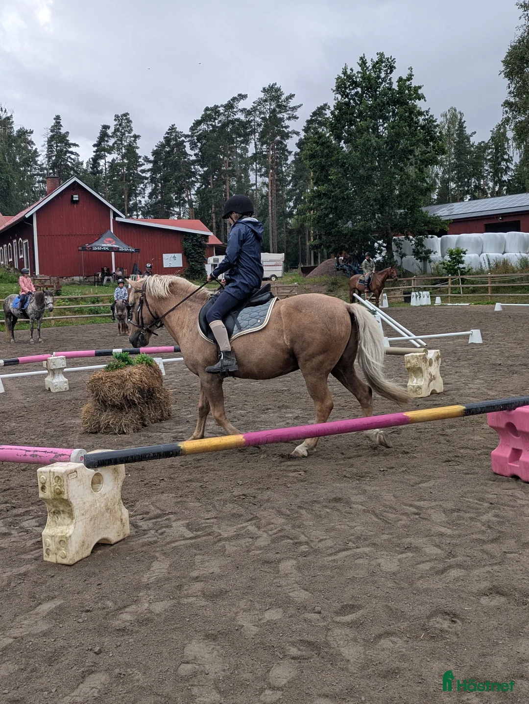 Allround hästar sökes: Snäll ponny/liten häst till annorlunda verksamhet - Annons 12