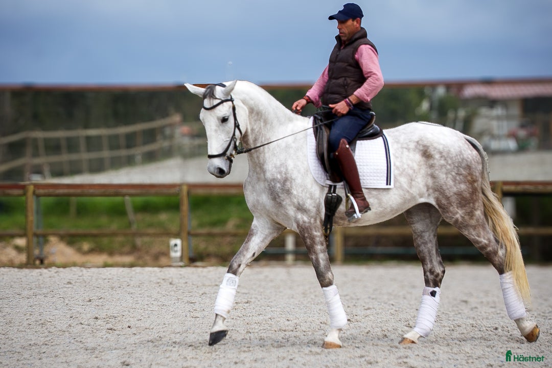 Dressyr hästar till salu: Framtida stjärna lusowarmblood  i Lund - Bild 4
