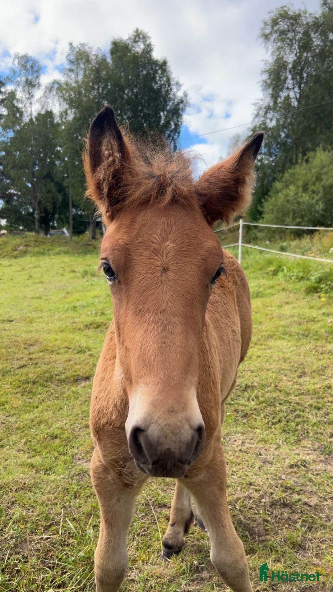 Allround hästar till salu: Älla söker nytt hem!  i Årjäng - Annons 4