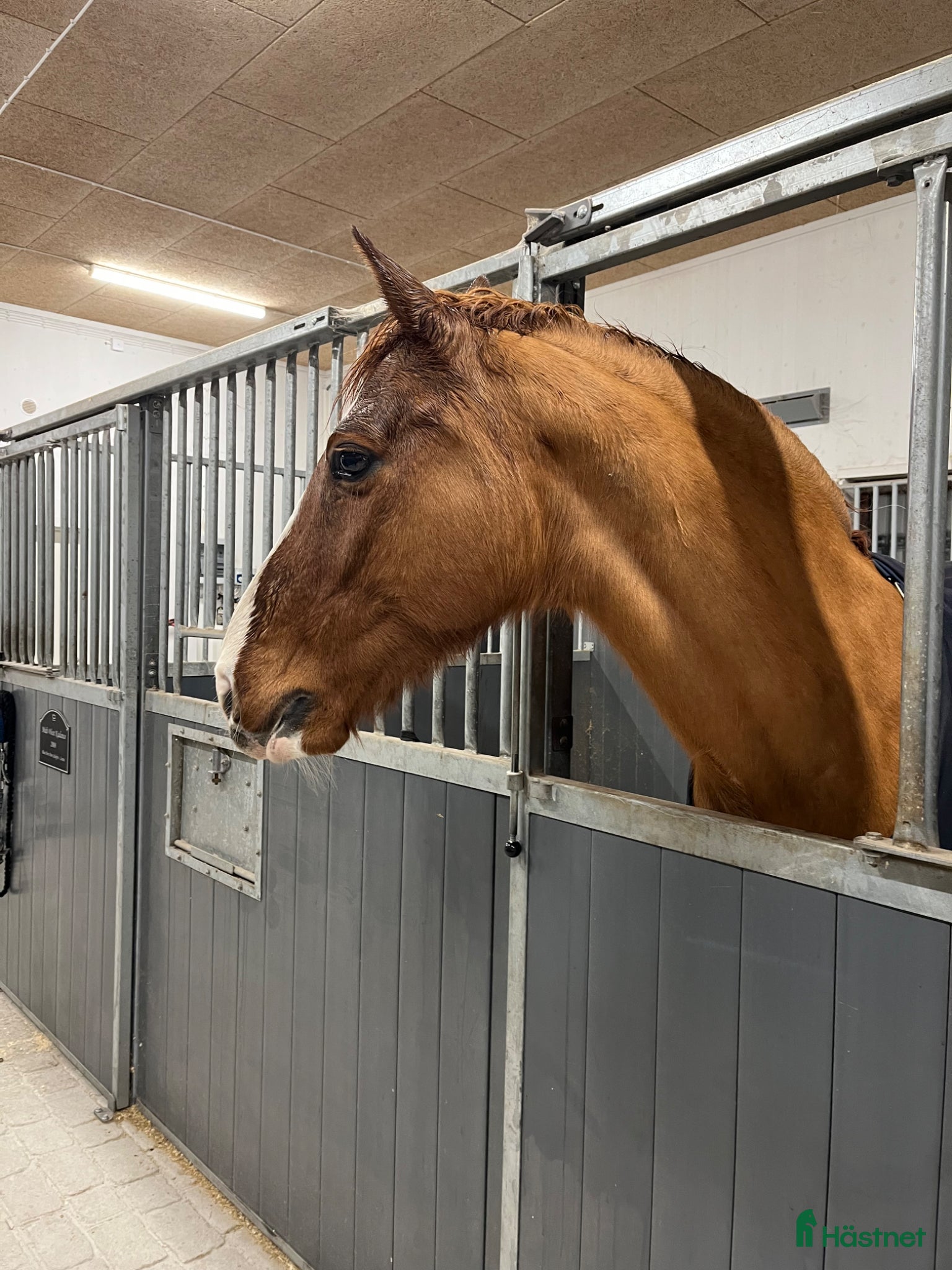  stallplats Stallplats i ett lugnt stall - Annons 3