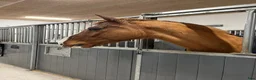  stallplats finnes: Stallplats i ett lugnt stall - Annons 1