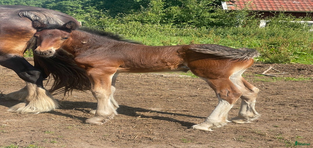 Galleribild {{count}}