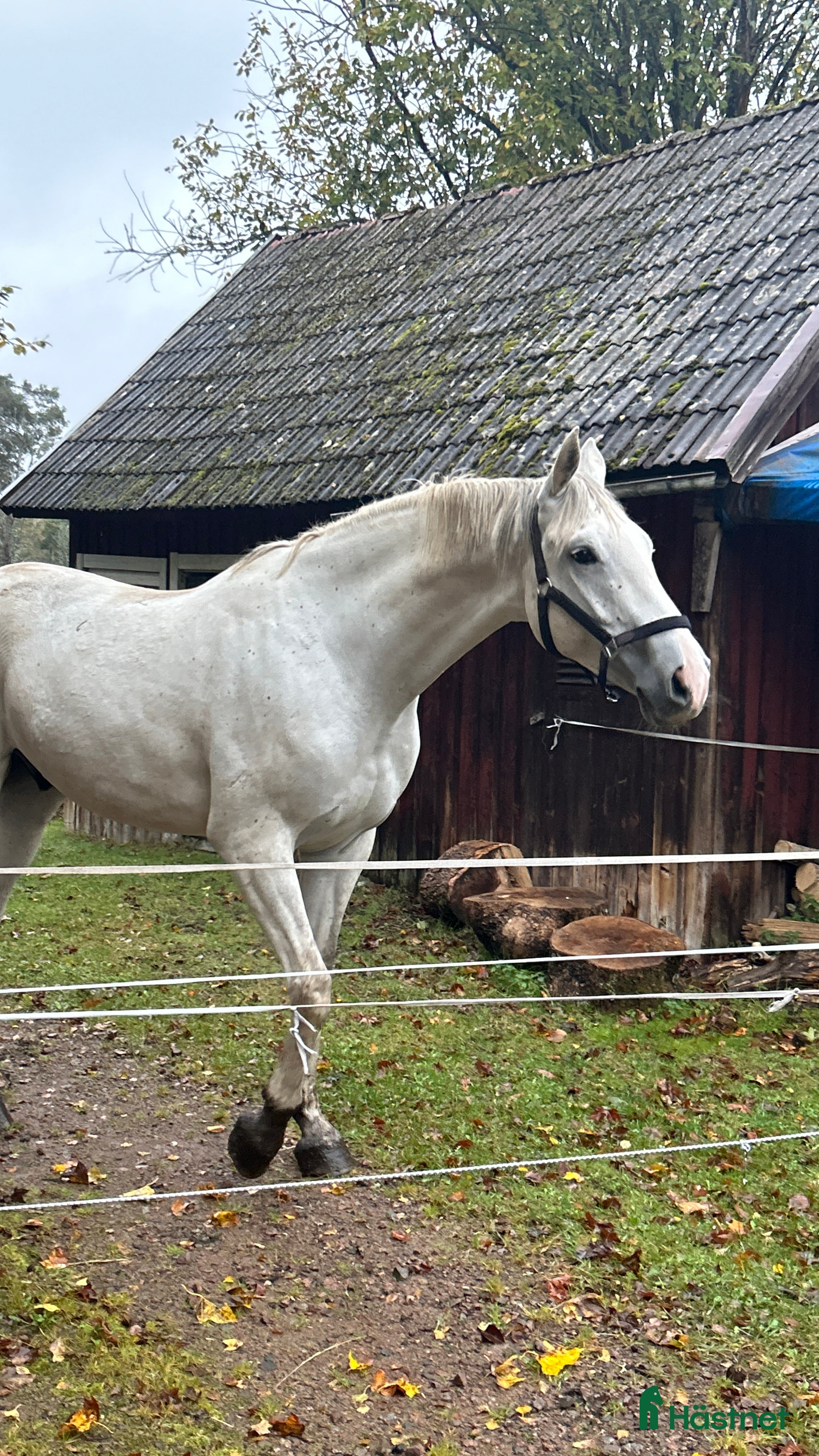 hästar Finaste valacken i Berga - Annons 2