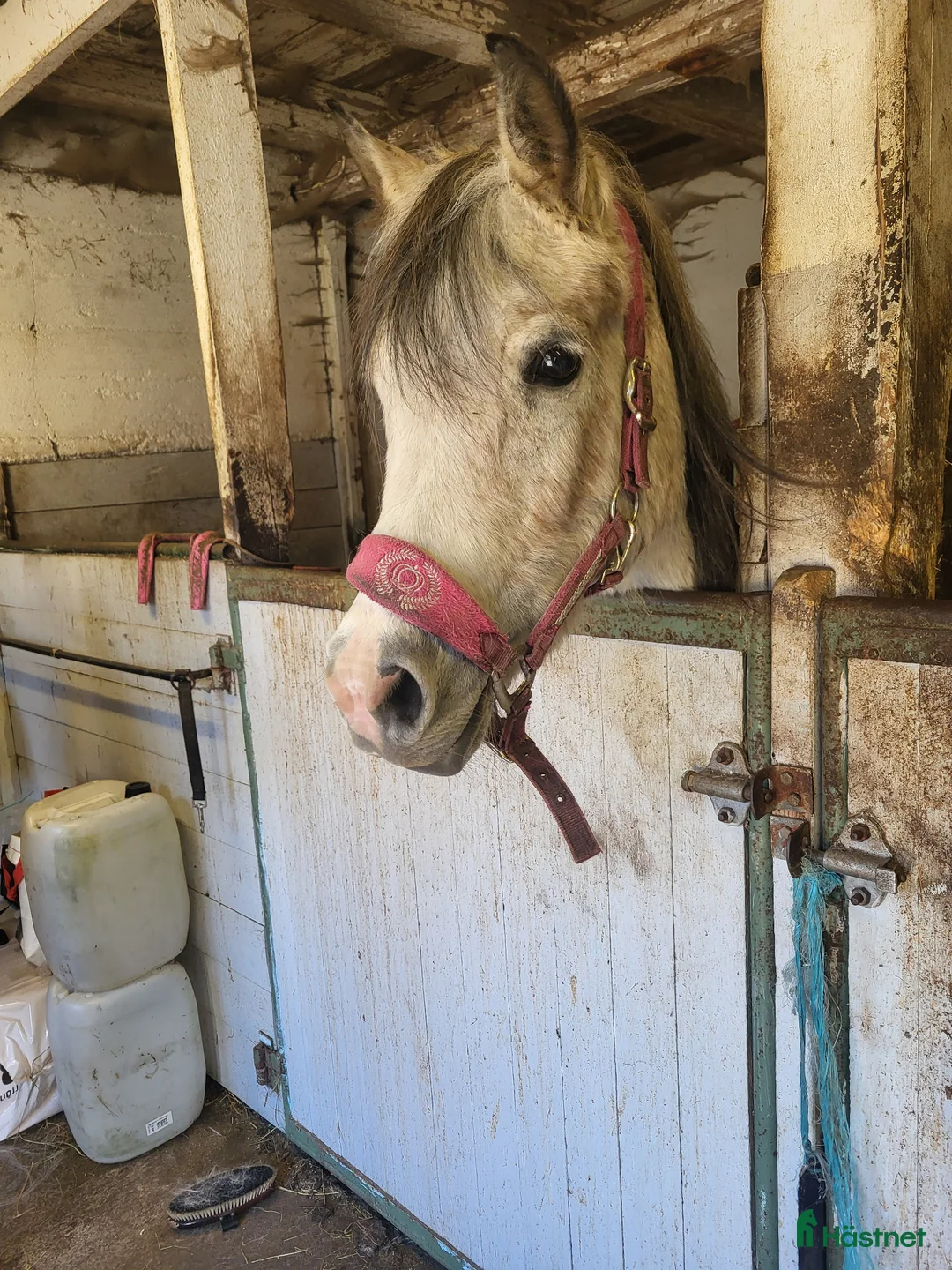 Allround hästar till salu: Sällskapsponny - Annons 1