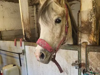 hästar Sällskapsponny - Annons 6