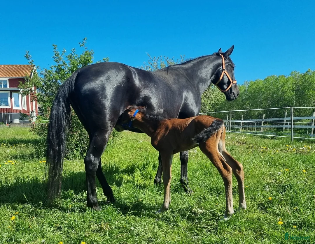Trav hästar till salu: Fölsto  i Valdemarsvik - Annons 1