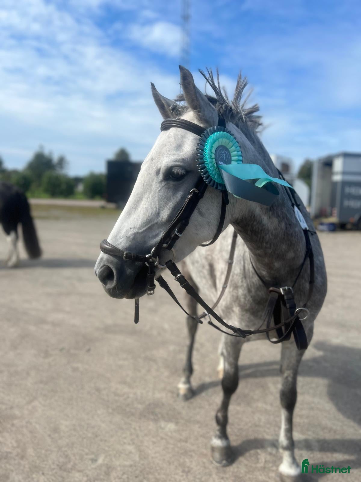  hästar Tävlingsponny för framtiden - Annons 2