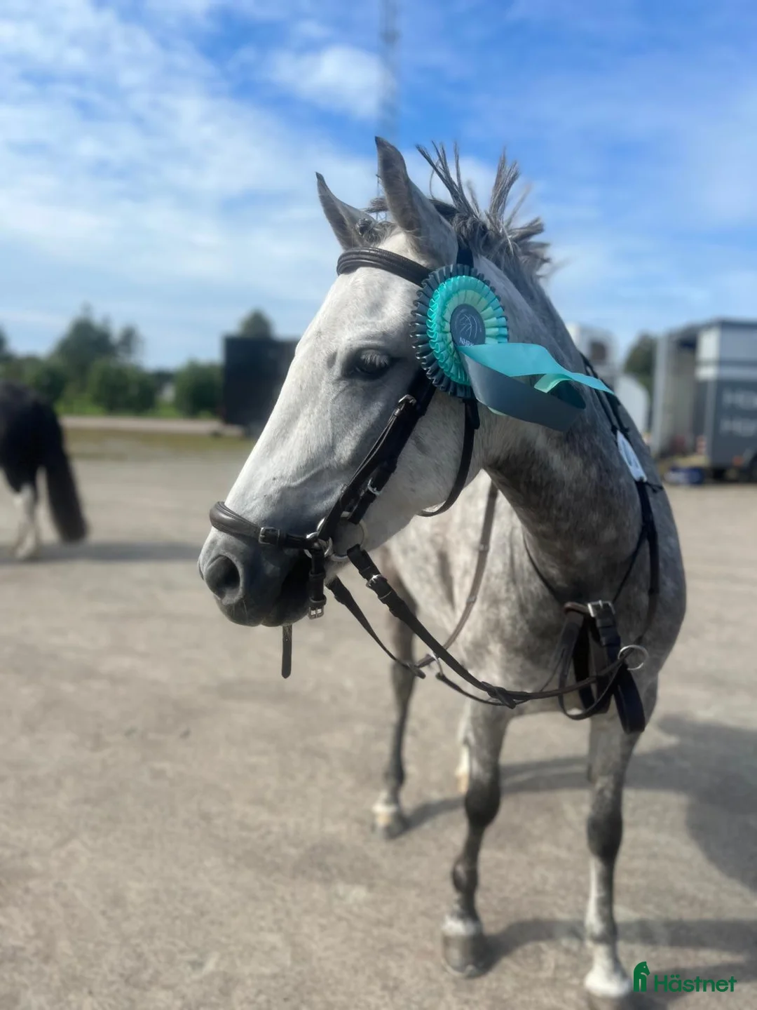 Hoppning hästar till salu: Tävlingsponny för framtiden - Annons 1