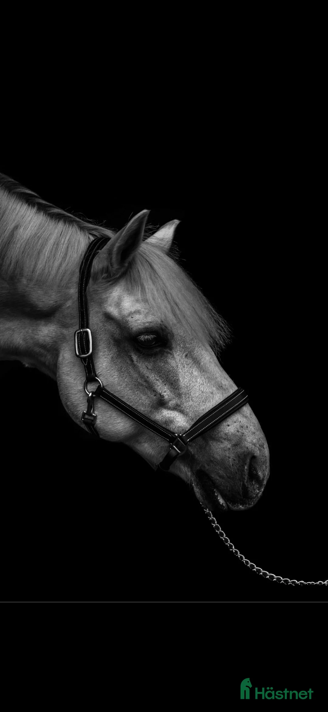  medryttarhäst finnes: Medryttare sökes till d-ponny i Norra Sorunda - Annons 1