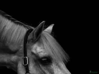 medryttarhäst finnes: Medryttare sökes till d-ponny i Norra Sorunda - Annons 1